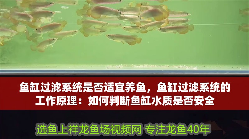 魚缸過濾系統(tǒng)是否適宜養(yǎng)魚，魚缸過濾系統(tǒng)的工作原理：如何判斷魚缸水質(zhì)是否安全