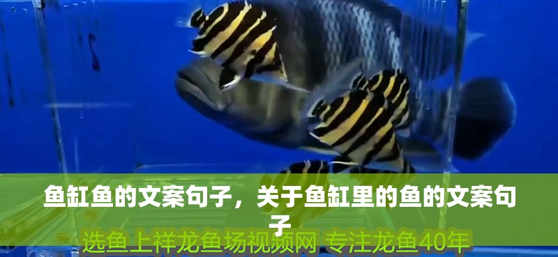 魚缸魚的文案句子，關(guān)于魚缸里的魚的文案句子