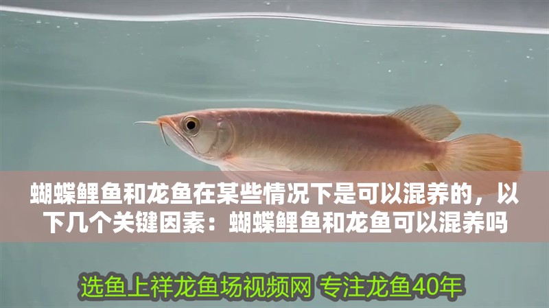蝴蝶鯉魚和龍魚在某些情況下是可以混養的，以下幾個關鍵因素：蝴蝶鯉魚和龍魚可以混養嗎