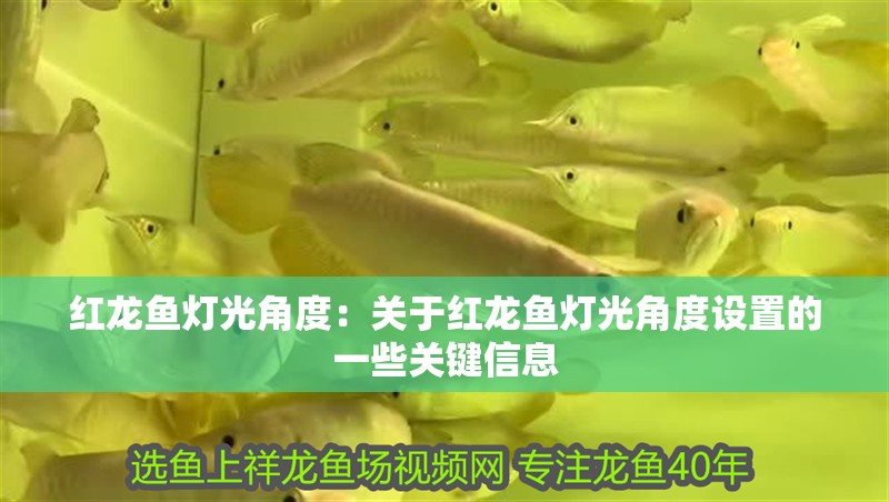 紅龍魚燈光角度：關于紅龍魚燈光角度設置的一些關鍵信息