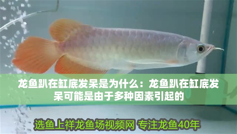 龍魚趴在缸底發(fā)呆是為什么：龍魚趴在缸底發(fā)呆可能是由于多種因素引起的