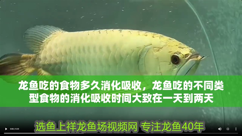 龍魚吃的食物多久消化吸收，龍魚吃的不同類型食物的消化吸收時(shí)間大致在一天到兩天
