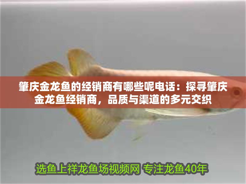 肇慶金龍魚的經銷商有哪些呢電話：探尋肇慶金龍魚經銷商，品質與渠道的多元交織