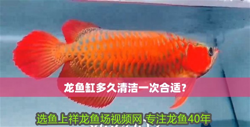 龍魚缸多久清潔一次合適？