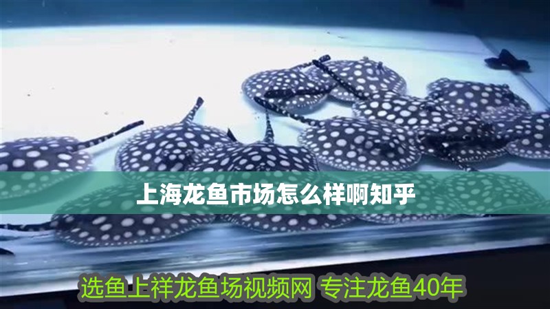 上海龍魚市場怎么樣啊知乎