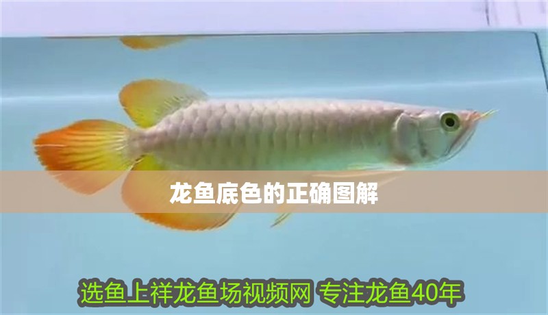 龍魚底色的正確圖解