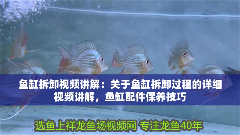 魚缸拆卸視頻講解：關于魚缸拆卸過程的詳細視頻講解，魚缸配件保養技巧