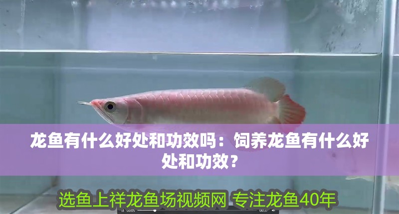 龍魚有什么好處和功效嗎：飼養龍魚有什么好處和功效？
