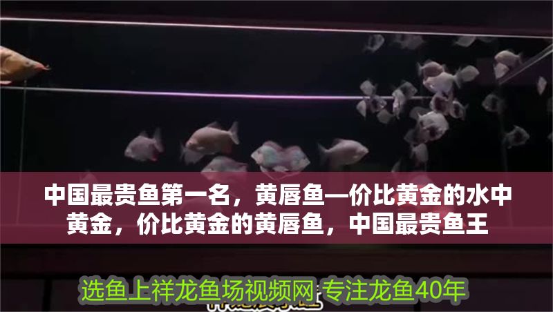 中國最貴魚第一名，黃唇魚—價比黃金的水中黃金，價比黃金的黃唇魚，中國最貴魚王