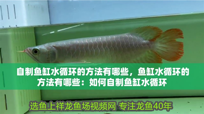自制魚缸水循環的方法有哪些，魚缸水循環的方法有哪些：如何自制魚缸水循環