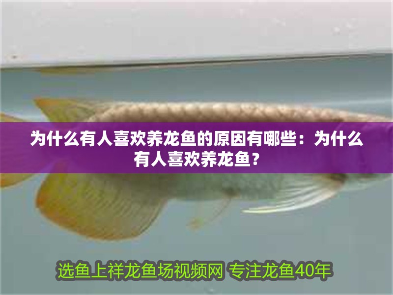 為什么有人喜歡養龍魚的原因有哪些：為什么有人喜歡養龍魚？