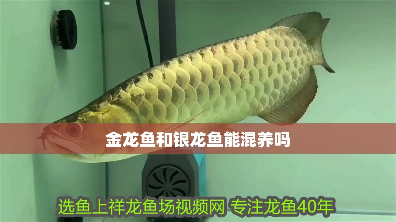金龍魚(yú)和銀龍魚(yú)能混養(yǎng)嗎