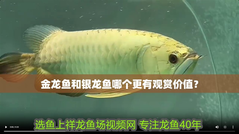 金龍魚和銀龍魚哪個(gè)更有觀賞價(jià)值？