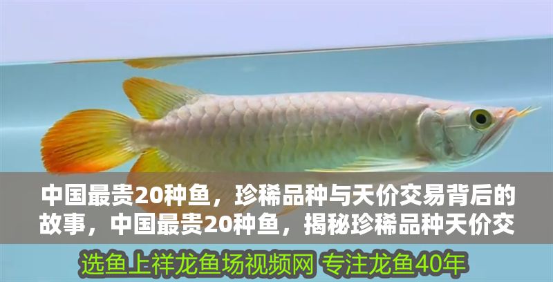 中國(guó)最貴20種魚，珍稀品種與天價(jià)交易背后的故事，中國(guó)最貴20種魚，揭秘珍稀品種天價(jià)交易與背后的傳奇故事