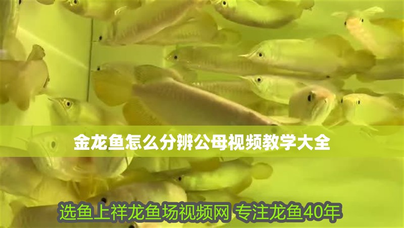 金龍魚怎么分辨公母視頻教學大全