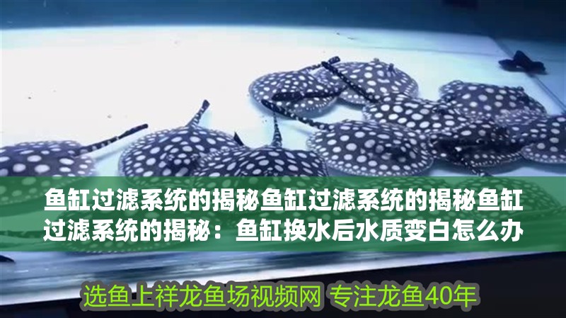 魚缸過濾系統的揭秘魚缸過濾系統的揭秘魚缸過濾系統的揭秘：魚缸換水后水質變白怎么辦？