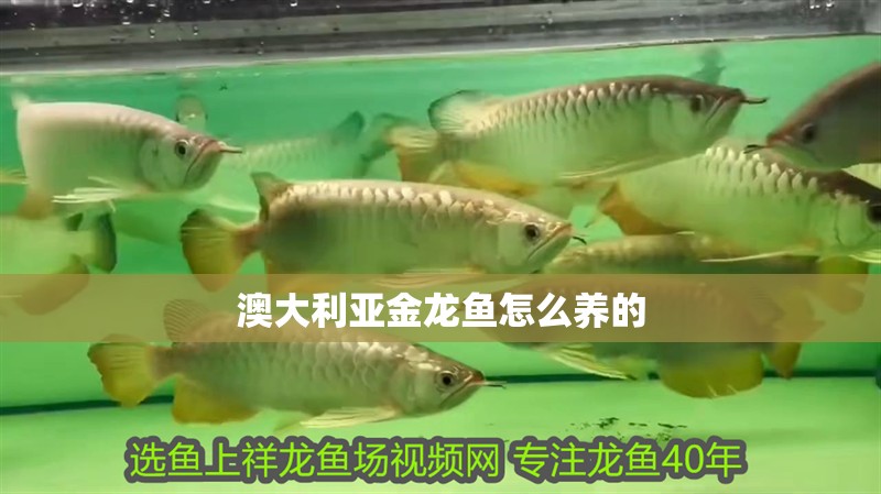 澳大利亞金龍魚怎么養(yǎng)的