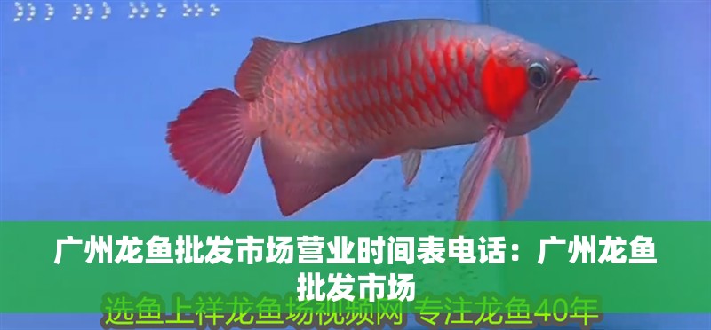 廣州龍魚批發市場營業時間表電話：廣州龍魚批發市場