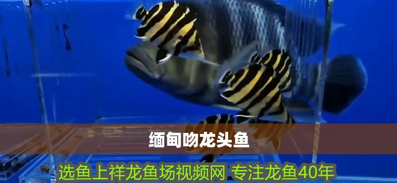 緬甸吻龍頭魚