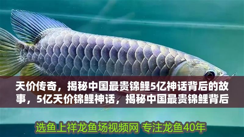 天價(jià)傳奇，揭秘中國最貴錦鯉5億神話背后的故事，5億天價(jià)錦鯉神話，揭秘中國最貴錦鯉背后的傳奇故事