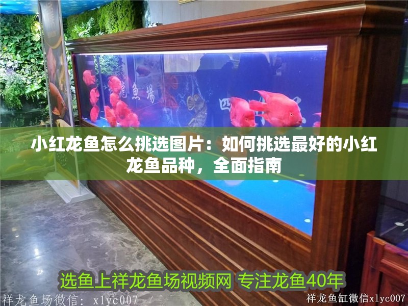 小紅龍魚怎么挑選圖片：如何挑選最好的小紅龍魚品種，全面指南
