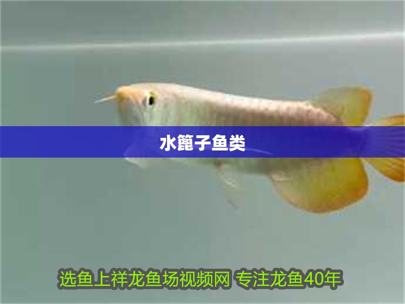 水篦子魚類