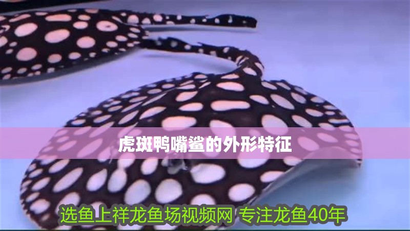 虎斑鴨嘴鯊的外形特征