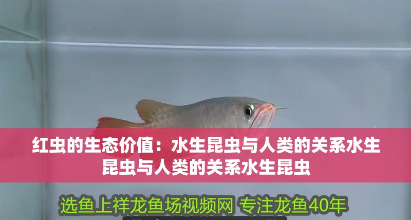 紅蟲的生態價值：水生昆蟲與人類的關系水生昆蟲與人類的關系水生昆蟲