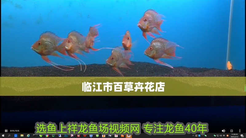 鸚鵡魚和銀龍魚混養怎樣喂食 臨江市百草卉花店 全國水族館企業名錄 臨江市百草卉花店 臨江市百草卉花店 全國水族館企業名錄
