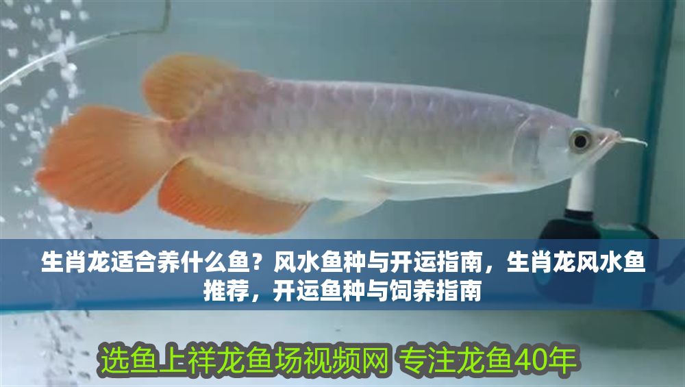 生肖龍適合養什么魚？風水魚種與開運指南，生肖龍風水魚推薦，開運魚種與飼養指南