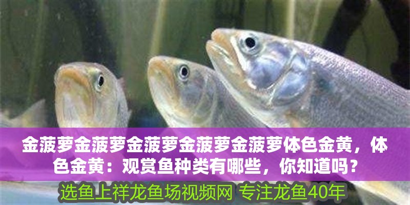 金菠蘿金菠蘿金菠蘿金菠蘿金菠蘿體色金黃，體色金黃：觀賞魚種類有哪些，你知道嗎？