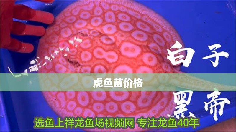 虎魚苗價格 虎魚苗價格 龍魚論壇