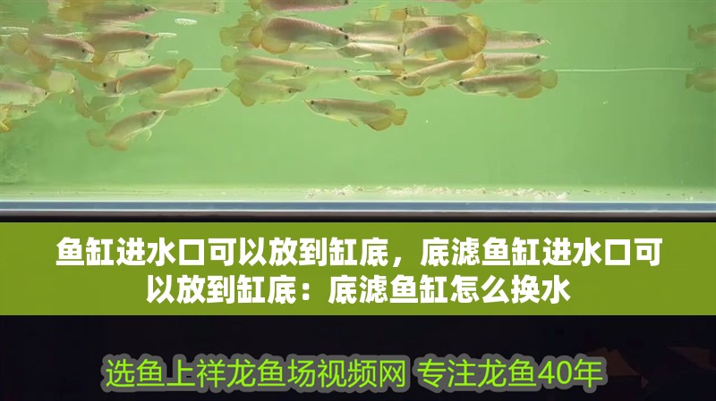 龍魚干蝦有營養嗎 魚缸進水口可以放到缸底,底濾魚缸進水口可以放到缸底:底濾魚缸怎么換水 魚缸百科 魚缸進水口可以放到缸底,底濾魚缸進水口可以放到缸底:底濾魚缸怎么換水 魚缸進水口可以放到缸底,底濾魚缸進水口可以放到缸底:底濾魚缸怎么換水 魚缸百科