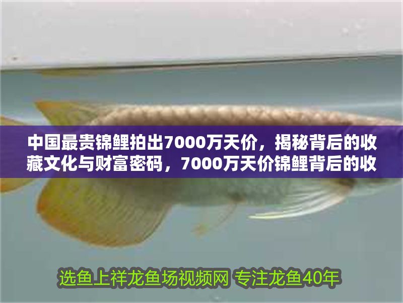 中國最貴錦鯉拍出7000萬天價(jià)，揭秘背后的收藏文化與財(cái)富密碼，7000萬天價(jià)錦鯉背后的收藏文化與財(cái)富密碼