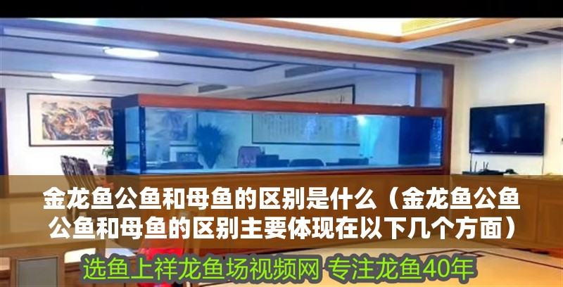 金龍魚公魚和母魚的區別是什么（金龍魚公魚公魚和母魚的區別主要體現在以下幾個方面）