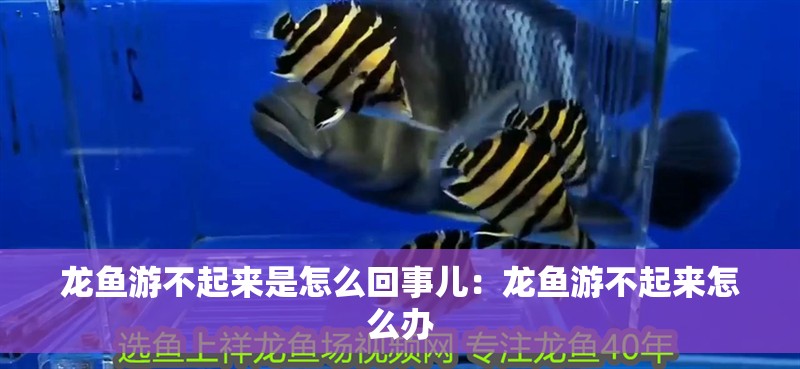 龍魚游不起來是怎么回事兒：龍魚游不起來怎么辦