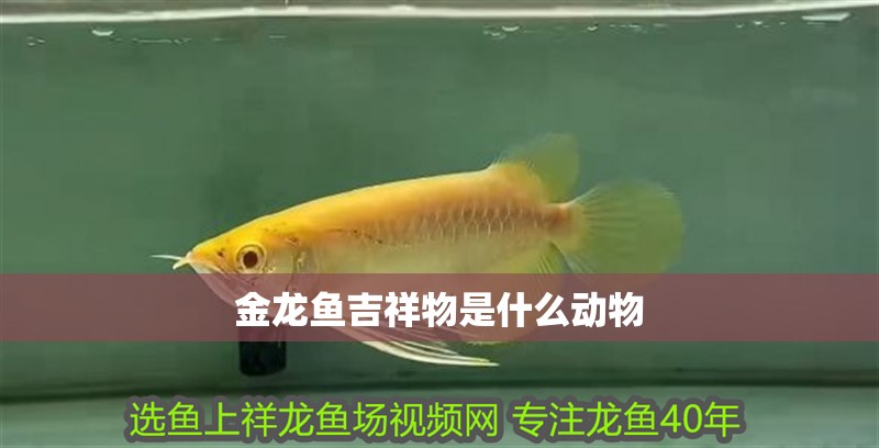 金龍魚吉祥物是什么動物