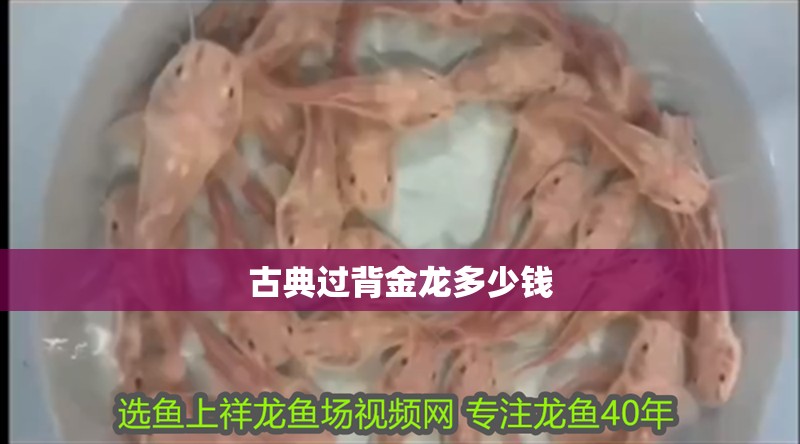 古典過背金龍多少錢