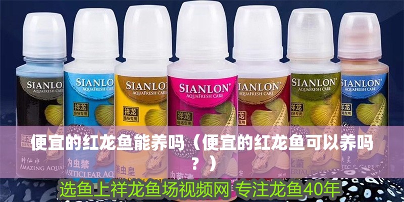 便宜的紅龍魚能養嗎（便宜的紅龍魚可以養嗎？）