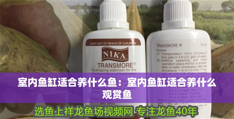 室內魚缸適合養什么魚：室內魚缸適合養什么觀賞魚
