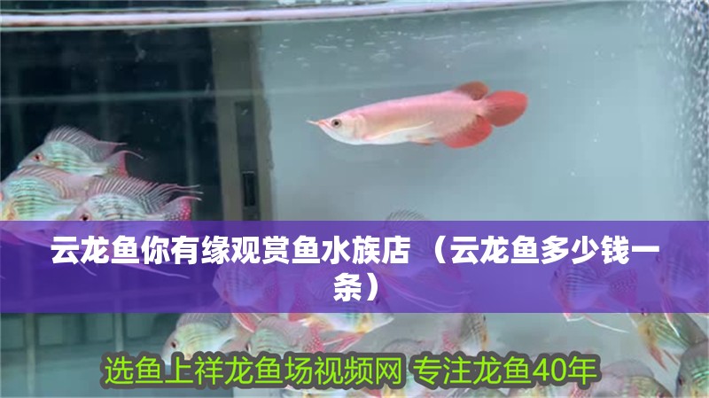 云龍魚你有緣觀賞魚水族店 （云龍魚多少錢一條）