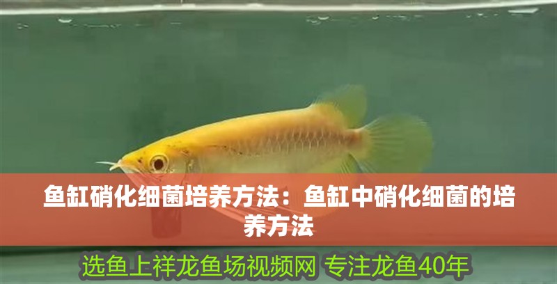 魚缸硝化細(xì)菌培養(yǎng)方法：魚缸中硝化細(xì)菌的培養(yǎng)方法