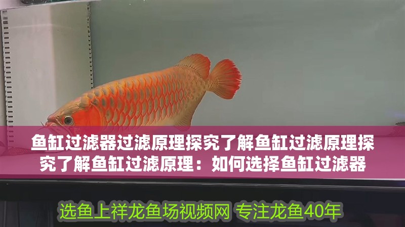 魚缸過濾器過濾原理探究了解魚缸過濾原理探究了解魚缸過濾原理：如何選擇魚缸過濾器