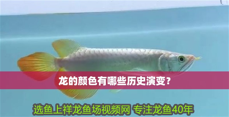 龍的顏色有哪些歷史演變？