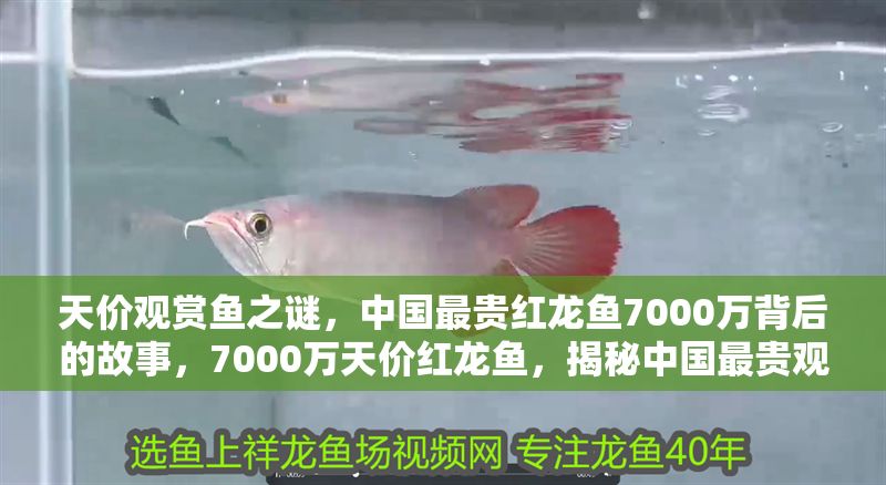 天價觀賞魚之謎，中國最貴紅龍魚7000萬背后的故事，7000萬天價紅龍魚，揭秘中國最貴觀賞魚背后的傳奇故事