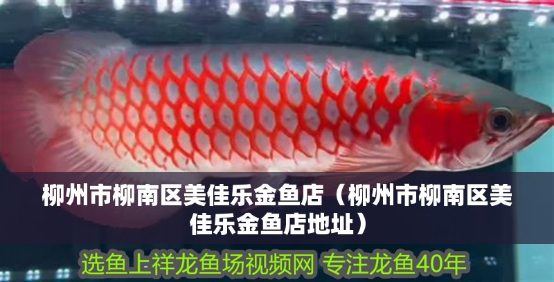 <strong><mark>柳州</mark></strong>市柳南區美佳樂金魚店（<strong><mark>柳州</mark></strong>市柳南區美佳樂金魚店地址）