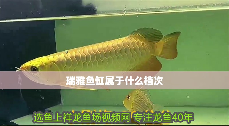 瑞雅魚缸屬于什么檔次