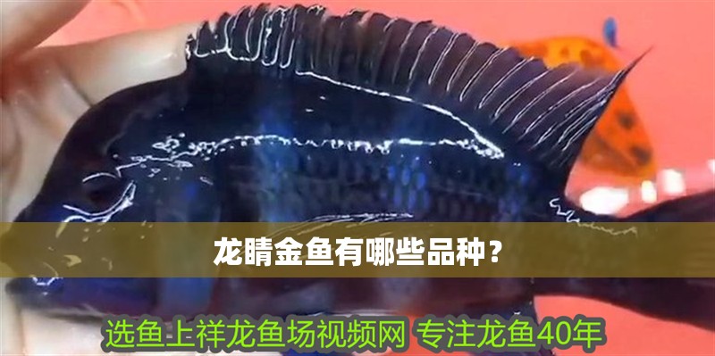 龍睛金魚有哪些品種？