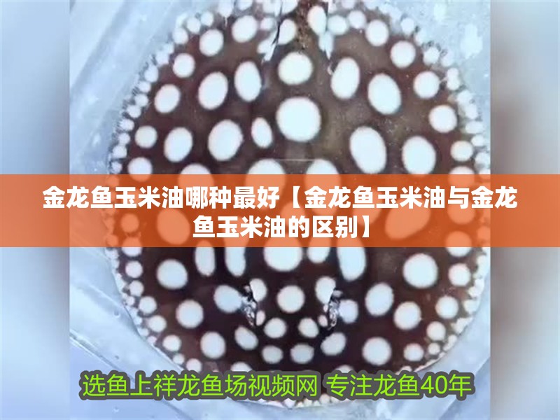 金龍魚玉米油哪種最好【金龍魚玉米油與金龍魚玉米油的區(qū)別】