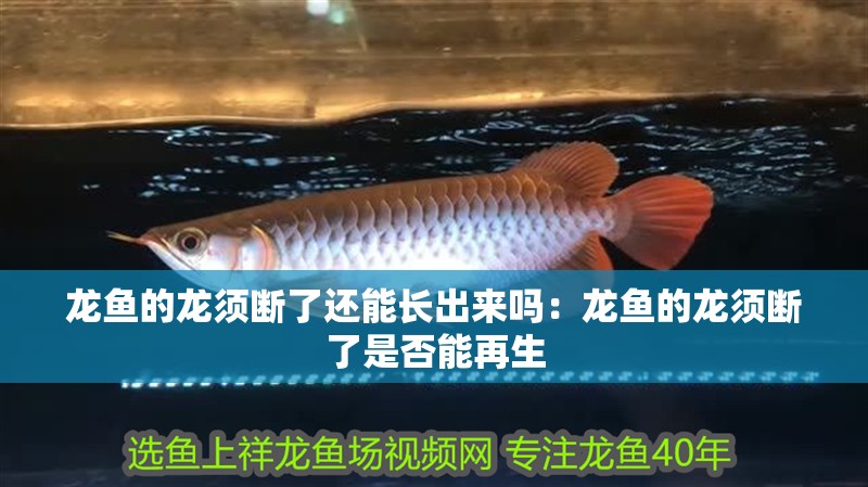 龍魚的龍須斷了還能長出來嗎：龍魚的龍須斷了是否能再生 龍魚的龍須斷了還能長出來嗎：龍魚的龍須斷了是否能再生 龍魚百科